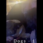Jenny McCarthy-Wahlberg Instagram - Sometimes it’s about the fur babies. 💕