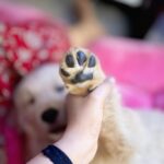 Jigyasa Singh Instagram - Hi from Sky 🐾♥️ #my1stinstagrampost 🐶