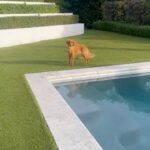 Julianne Hough Instagram - I now interrupt your daily scrolls for some much-needed Sunny content 🐶☀️