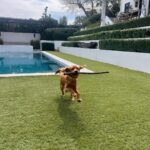 Julianne Hough Instagram - I now interrupt your daily scrolls for some much-needed Sunny content 🐶☀️