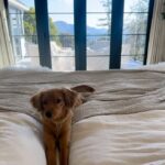 Julianne Hough Instagram - I now interrupt your daily scrolls for some much-needed Sunny content 🐶☀️