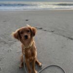 Julianne Hough Instagram - I now interrupt your daily scrolls for some much-needed Sunny content 🐶☀️