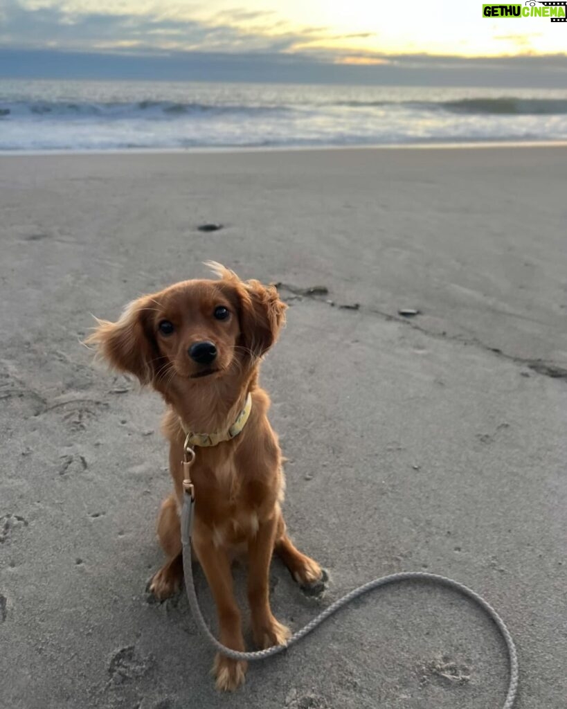 Julianne Hough Instagram - I now interrupt your daily scrolls for some much-needed Sunny content 🐶☀️