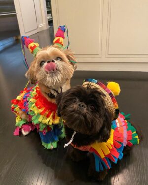 Kelly Ripa Instagram - Happy Halloween from Trick and Treat 🎉🎉👻👻🎃🎃🕷🕷💀💀🪅🪅