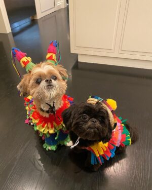 Kelly Ripa Instagram - Happy Halloween from Trick and Treat 🎉🎉👻👻🎃🎃🕷🕷💀💀🪅🪅