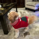 Kelly Ripa Instagram – Happy Holidays ya filthy animals! 🎄
Scenes from my attempted doggie photoshoot.
We laughed. We cried. They peed. 
#chewie #lena
