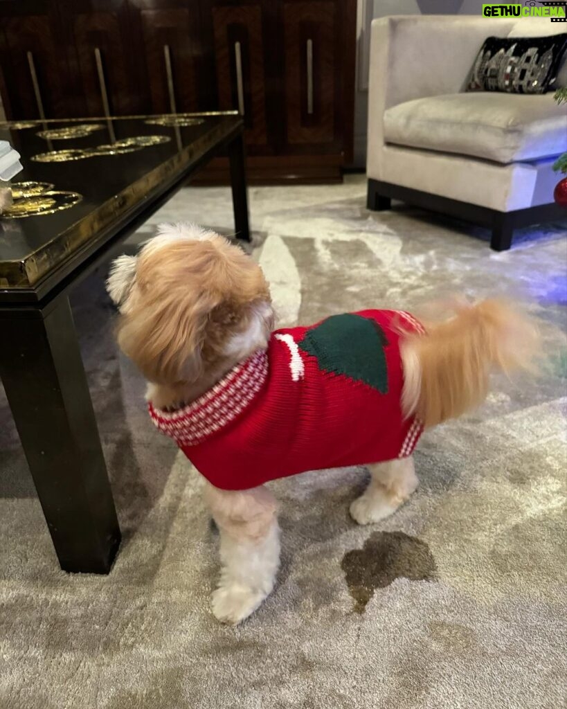 Kelly Ripa Instagram - Happy Holidays ya filthy animals! 🎄 Scenes from my attempted doggie photoshoot. We laughed. We cried. They peed. #chewie #lena