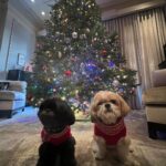 Kelly Ripa Instagram – Happy Holidays ya filthy animals! 🎄
Scenes from my attempted doggie photoshoot.
We laughed. We cried. They peed. 
#chewie #lena