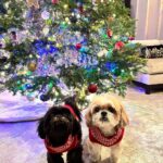 Kelly Ripa Instagram – Happy Holidays ya filthy animals! 🎄
Scenes from my attempted doggie photoshoot.
We laughed. We cried. They peed. 
#chewie #lena