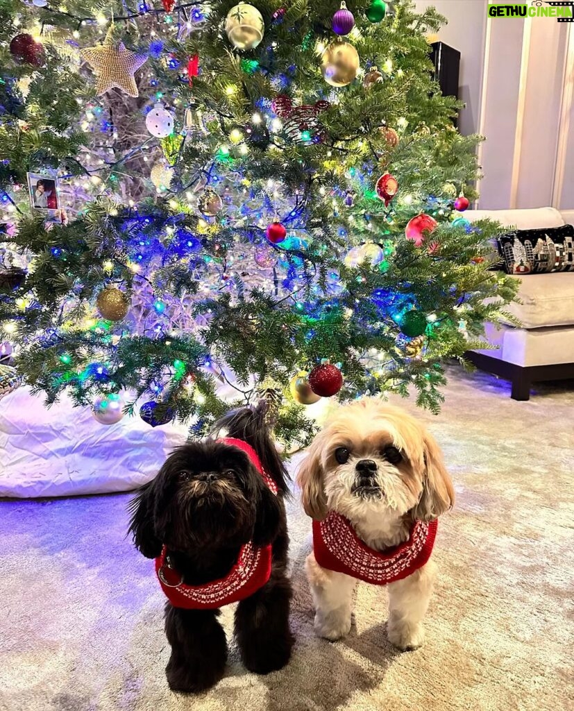 Kelly Ripa Instagram - Happy Holidays ya filthy animals! 🎄 Scenes from my attempted doggie photoshoot. We laughed. We cried. They peed. #chewie #lena