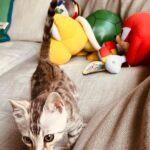Kid Cudi Instagram - This is my new kitten, Sweets. He's an awesome lil guy 🥹