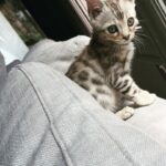 Kid Cudi Instagram - This is my new kitten, Sweets. He's an awesome lil guy 🥹