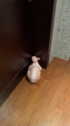 Kim Jin-woo Instagram - #worldcatday