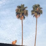 Kirsten Dunst Instagram - Happy Caturday! 🌴🐈🌴