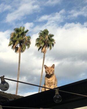 Kirsten Dunst Instagram - Tito pissed #caturday