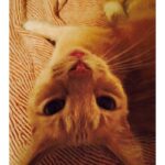 Kirsten Dunst Instagram - Happy Caturday 🐈