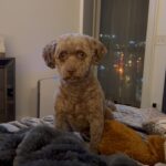 Kristin Chenoweth Instagram - Can I help you, Thunder??? Full stalker while I eat.