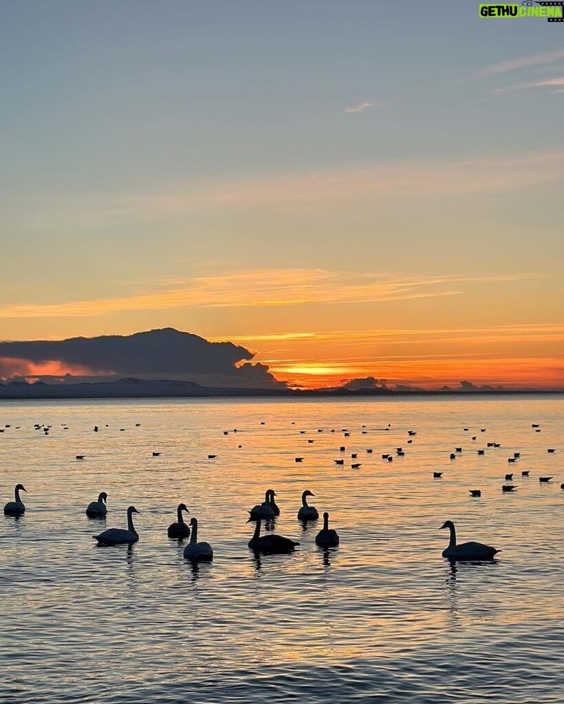 Laufey Instagram - last moments of 2023 🦢🦆🐖 Reykjavík, Iceland