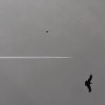 Lauren German Instagram - 2 birds / 1 plane