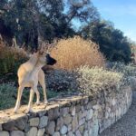 Lauren German Instagram -