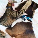 Lindsey Morgan Instagram - Calvin & Hobbes
