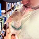 Lindsey Morgan Instagram - I don’t usually do this… but please send prayers for our sweet baby Odessa as she battles parvo. A terrible disease for pups that can be sometimes fatal. I’m so angry that her previous owners lied to us but also lost valuable time in helping her. We are doing all we can for her and treating her now and just praying. Please send all your puppy prayers ♥️🙏🏽 Thank you ♥️