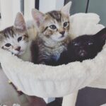 Lindsey Morgan Instagram - Yesterday we had to say goodbye to the KITTEN CONDOMINIUM 🥹 It’s been such a hilarious treat raising Britzia’s babies until they were ready to go their new homes. All boys. All unique and fun and sweet in their own way. I’ll miss my boys but im happy they’re all going to fabulous new homes. Here’s to Smokes, Stoney and Tiger 🤍🤍🤍 Your grandma & grandpa love you