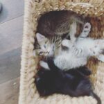 Lindsey Morgan Instagram - Yesterday we had to say goodbye to the KITTEN CONDOMINIUM 🥹 It’s been such a hilarious treat raising Britzia’s babies until they were ready to go their new homes. All boys. All unique and fun and sweet in their own way. I’ll miss my boys but im happy they’re all going to fabulous new homes. Here’s to Smokes, Stoney and Tiger 🤍🤍🤍 Your grandma & grandpa love you