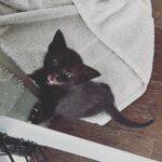 Lindsey Morgan Instagram - Yesterday we had to say goodbye to the KITTEN CONDOMINIUM 🥹 It’s been such a hilarious treat raising Britzia’s babies until they were ready to go their new homes. All boys. All unique and fun and sweet in their own way. I’ll miss my boys but im happy they’re all going to fabulous new homes. Here’s to Smokes, Stoney and Tiger 🤍🤍🤍 Your grandma & grandpa love you