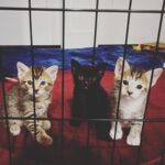 Lindsey Morgan Instagram - Yesterday we had to say goodbye to the KITTEN CONDOMINIUM 🥹 It’s been such a hilarious treat raising Britzia’s babies until they were ready to go their new homes. All boys. All unique and fun and sweet in their own way. I’ll miss my boys but im happy they’re all going to fabulous new homes. Here’s to Smokes, Stoney and Tiger 🤍🤍🤍 Your grandma & grandpa love you