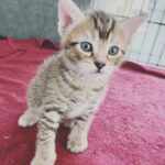 Lindsey Morgan Instagram - Yesterday we had to say goodbye to the KITTEN CONDOMINIUM 🥹 It’s been such a hilarious treat raising Britzia’s babies until they were ready to go their new homes. All boys. All unique and fun and sweet in their own way. I’ll miss my boys but im happy they’re all going to fabulous new homes. Here’s to Smokes, Stoney and Tiger 🤍🤍🤍 Your grandma & grandpa love you