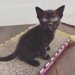 Lindsey Morgan Instagram - Yesterday we had to say goodbye to the KITTEN CONDOMINIUM 🥹 It’s been such a hilarious treat raising Britzia’s babies until they were ready to go their new homes. All boys. All unique and fun and sweet in their own way. I’ll miss my boys but im happy they’re all going to fabulous new homes. Here’s to Smokes, Stoney and Tiger 🤍🤍🤍 Your grandma & grandpa love you