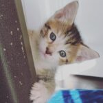 Lindsey Morgan Instagram - Yesterday we had to say goodbye to the KITTEN CONDOMINIUM 🥹 It’s been such a hilarious treat raising Britzia’s babies until they were ready to go their new homes. All boys. All unique and fun and sweet in their own way. I’ll miss my boys but im happy they’re all going to fabulous new homes. Here’s to Smokes, Stoney and Tiger 🤍🤍🤍 Your grandma & grandpa love you