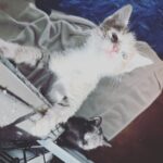 Lindsey Morgan Instagram - Yesterday we had to say goodbye to the KITTEN CONDOMINIUM 🥹 It’s been such a hilarious treat raising Britzia’s babies until they were ready to go their new homes. All boys. All unique and fun and sweet in their own way. I’ll miss my boys but im happy they’re all going to fabulous new homes. Here’s to Smokes, Stoney and Tiger 🤍🤍🤍 Your grandma & grandpa love you