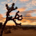 Lindsey Morgan Instagram - Please welcome The Joshua Tree Homestead 🌵✨ Shaun has been building our little desert get-away cabin for over two years and now she is finally ready. She is our second home but we wanted to open our doors, (when we aren’t there) so everyone can enjoy some Joshua Tree magic. Book your stay now ✨🌵 Link is in the bio Joshua Tree, California