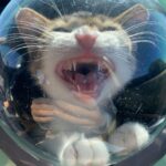 Lindsey Morgan Instagram - 👩🏽‍🚀🐱