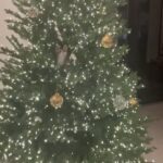 Lindsey Morgan Instagram - Honestly, don’t want the best Christmas of my life to end ☺️