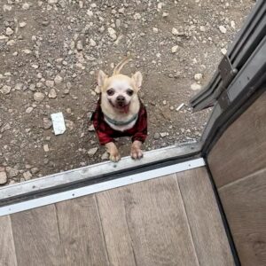 Maggie Civantos Instagram - Tito, vuela alto ❤️ 

…aún asimilando … es difícil sintetizar todo los sentimientos …aun escucho sus patitas caminando por la casa…
…siempre me sentí muy afortunada por haberlo encontrado. Ahora solo me quedar recordar y  agradecer cada segundo de los ocho años que estuvimos juntos, mi amigo y compañero de viaje.
Agradecida por todo el amor que me dio, las risas, lo mucho que aprendí de él, de mi perro, de la lealtad,la paciencia, el amor y la poderosa compañía, amigo inseparable. 
Gracias Tito por ser tan especial! 

I’m so grateful for every second I have lived next to him He taught me so many beautiful things…he was an angel ❤️ 
Forever @tito_superdog ❤️ 
Descansa en paz