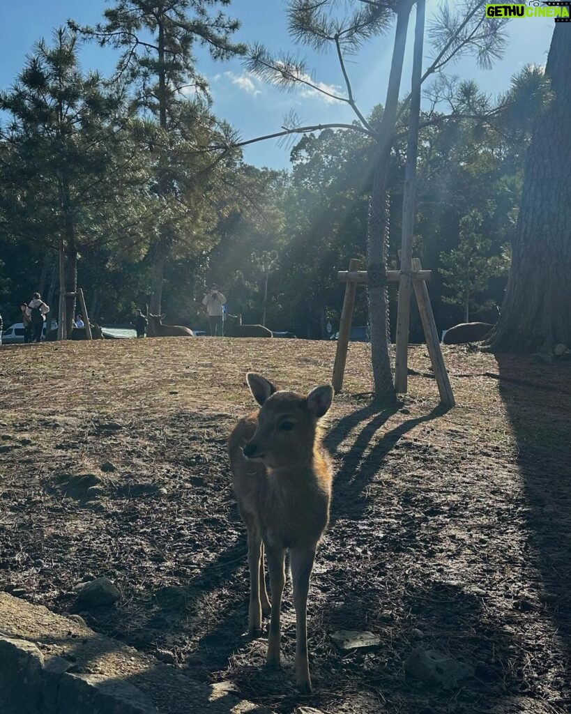 María Chacón Instagram - De los días más bonitos. 🦌🌲🤍 Haciendo feliz a la de la última foto 🥹🤍 Nara Park, Japan