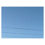 María Valverde Instagram - Pajarillos 💙 Little birds 💙