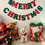 Max Changmin Instagram - Merry christmas 멍🐶🎁 #산타개