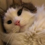 Meriç Aral Instagram - ❤️🧿love yani ask yani amor yani big fan of animals dump🧿❤️