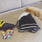 Mirei Kiritani Instagram - 頭痛で突っ伏していたら、保冷剤をタオルで包んでもってきてくれて、宝物達をそばに置いてくれた👦🏻 すぐに隣に寄り添ってくれた🐶 君たちのおかげで元気になったよ😌❤️