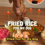 Nigel Ng Instagram - This Dog Eats Better Than Most People Fuiyohhh