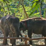 Rathavit Kijworalak Instagram - 🐘🐘