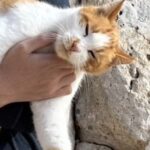 Rathavit Kijworalak Instagram - รักสัตว์. Kemer, Muğla, Turkey