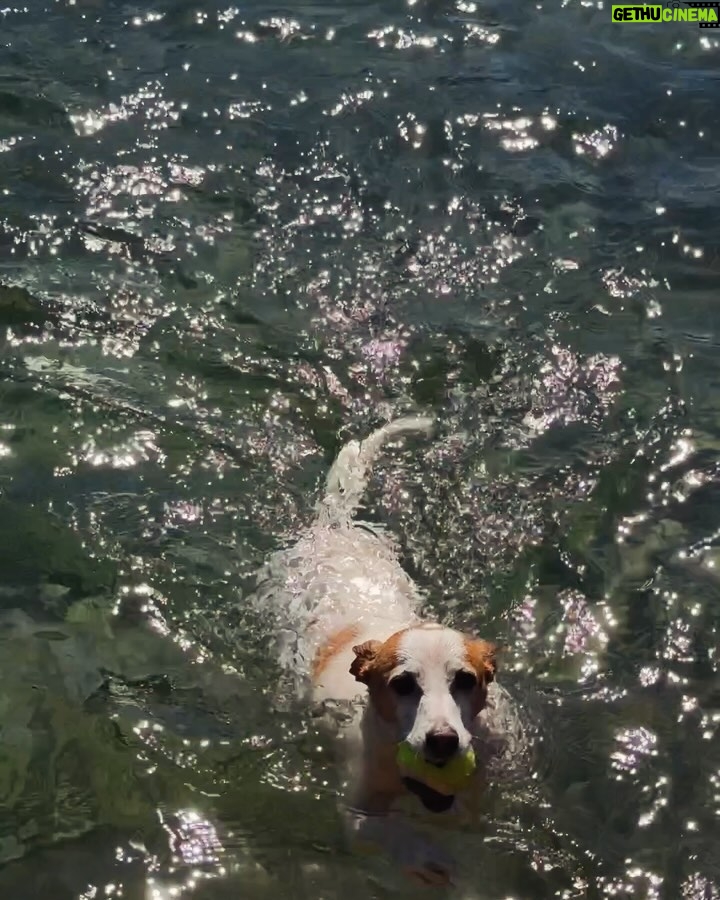 Savannah Clarke Instagram - S U M M E R L I V I N G _______________________________ And she reminds me of the ocean So much left to discover But still feels like home. __________________________________ #BeachLife #Dogstagram #OceanSwims #Sunrise #DogWalks #SydneyBeaches #Australia #SydneyLife #ThisWeek #MyEveryDayProject #PuppyLover #AussieLife #BikiniSeason #SummerLoving #FreeAsTheOcean #Summer2024 ___________________________________ _______________ Sydney Beaches