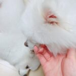Seo Ji-hye Instagram - 🐶멍