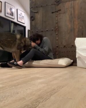Shannen Doherty Instagram - Love of my life. Ms Bowie. It’s amazing what dogs can get you thru. Heart wrenching shit becomes bearable. To think that not all dogs, all animals are treated with such love and respect  Can we please be kind?