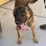 Shannen Doherty Instagram - In need of help! Repost from @theanimalrescuemission • MALLIE❤️ This one year old, 45 lb (petite) Belgian Malinois was just dumped by her owners. And for no reason. She loves all people and other dogs. Let’s get her out of the shelter and directly into a home! If you have Belgian Malinois experience and are looking to adopt, email us at info@theanimalrescuemission.org #belgianmalinois #belgianmalinoisofinstagram #adoptdontshop #adopt #dogsofinstagram